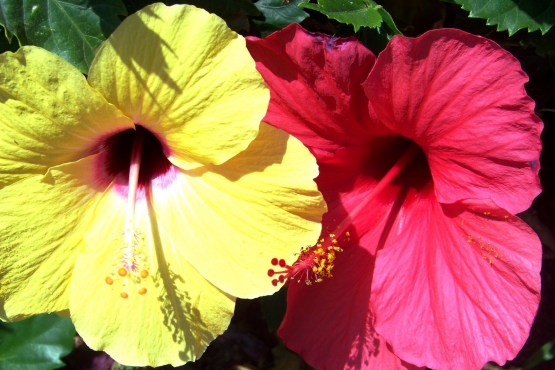 Hibiscus red and yellow